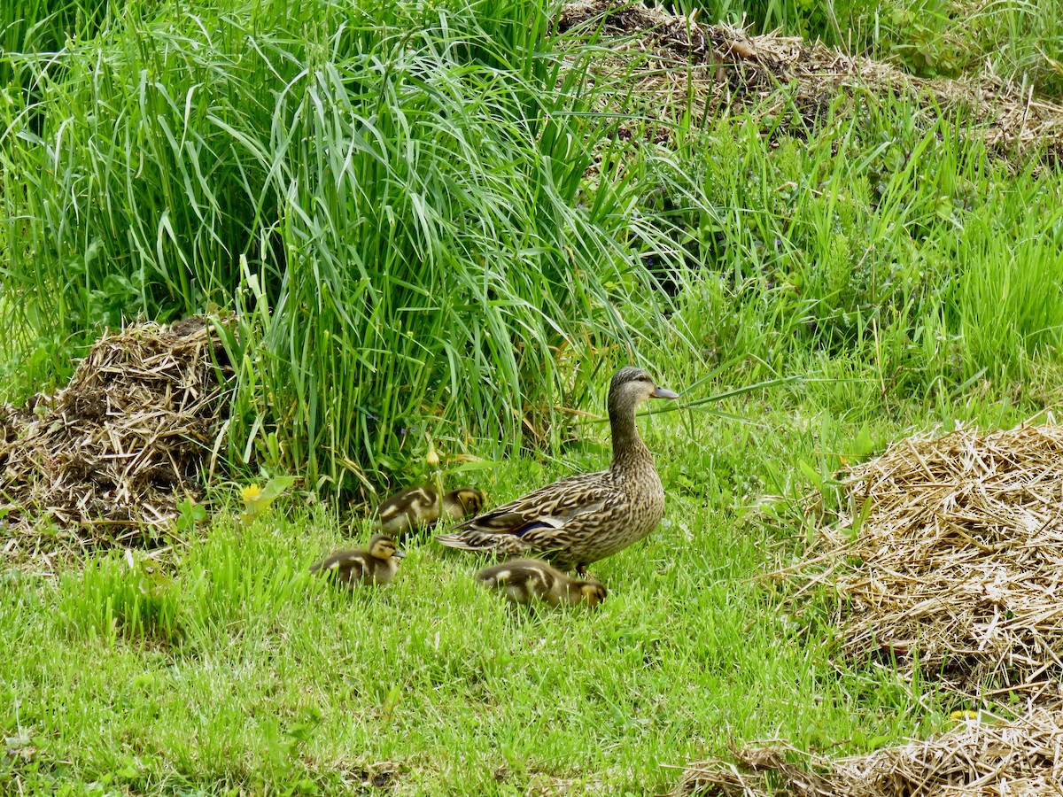 kachna divoká - ML636342578