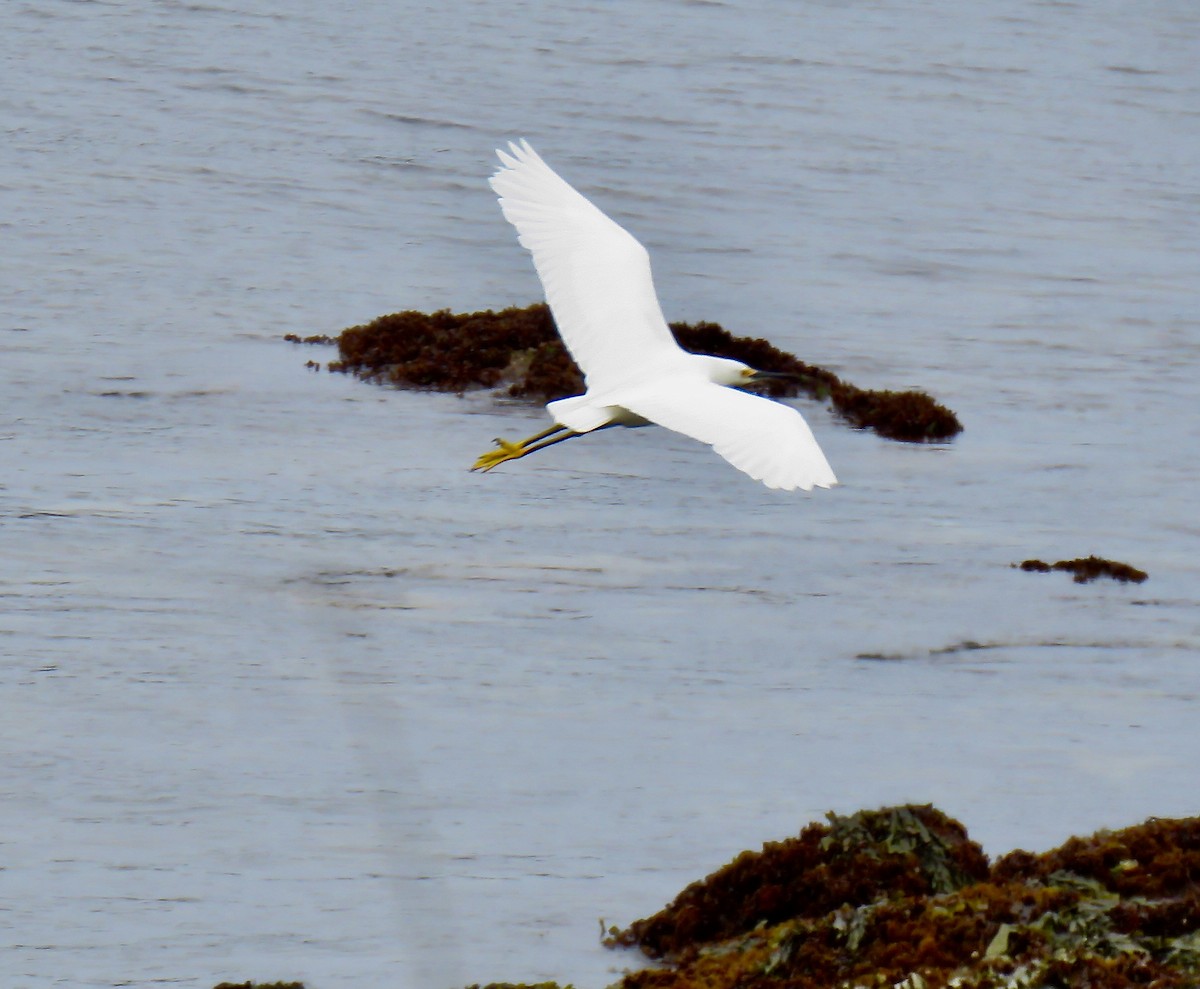 volavka bělostná - ML636342596