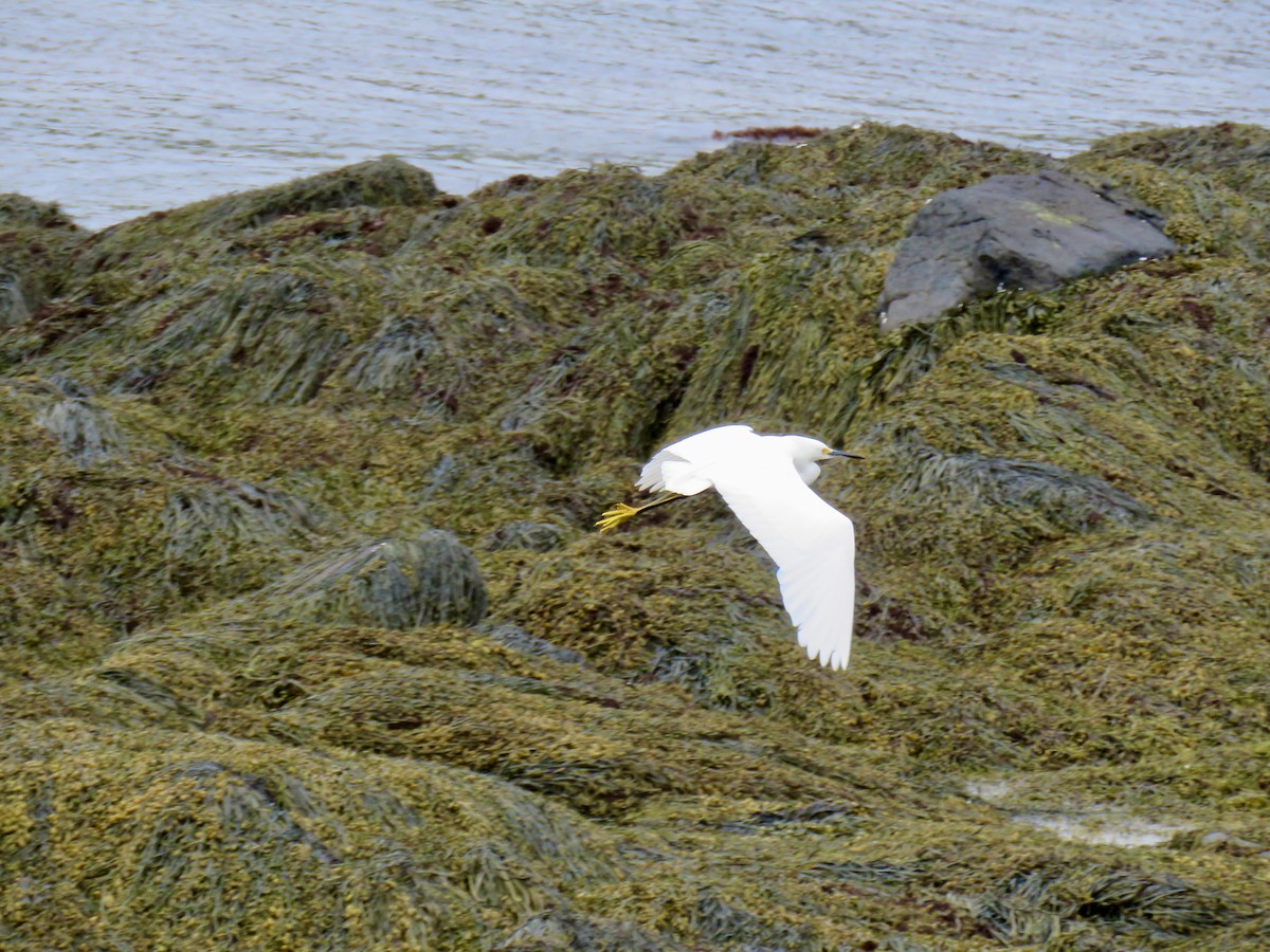 volavka bělostná - ML636342597