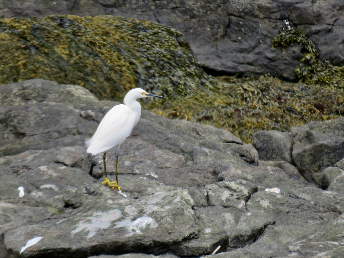 volavka bělostná - ML636342598