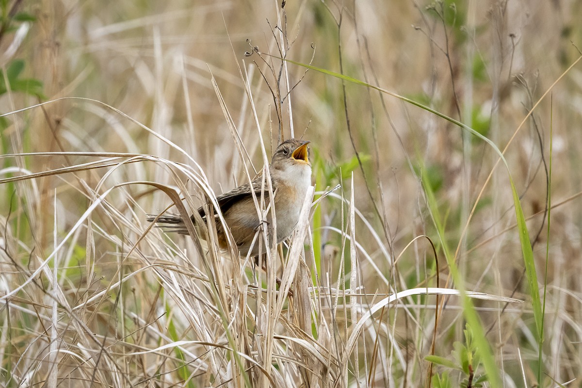 Sedge Wren - ML636342602