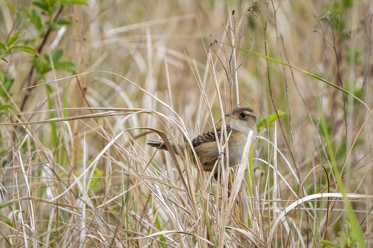 Sedge Wren - ML636342603