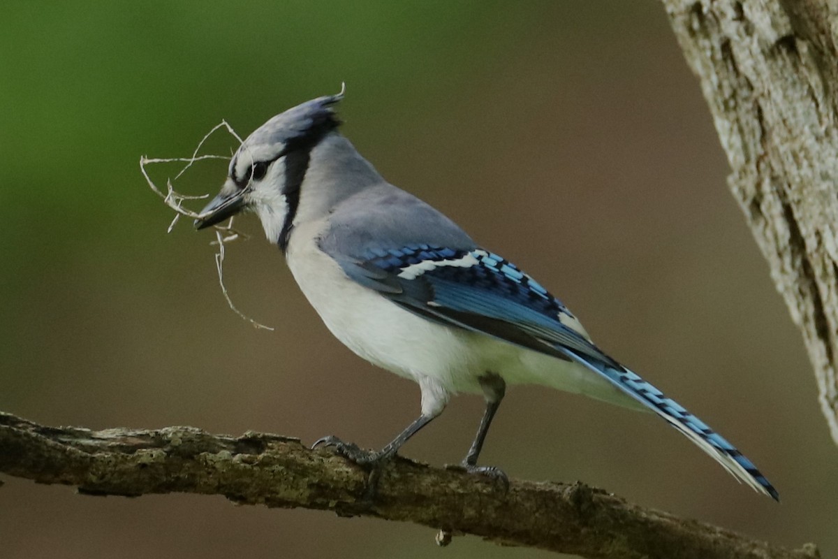 Blue Jay - ML636342696