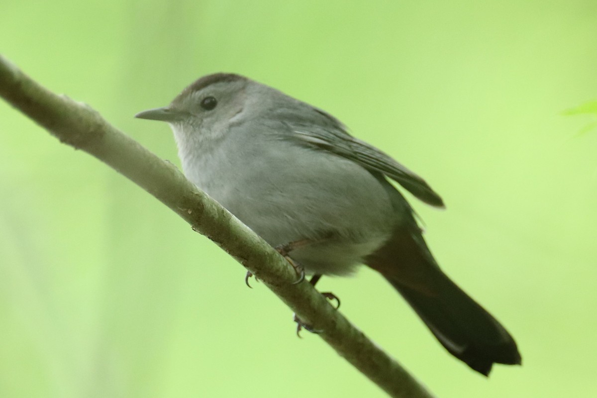 Gray Catbird - ML636342704