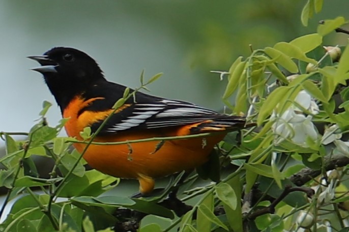 Baltimore Oriole - ML636342712