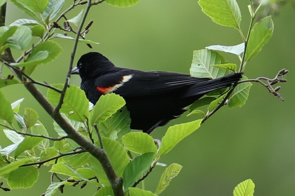 Red-winged Blackbird - ML636342716