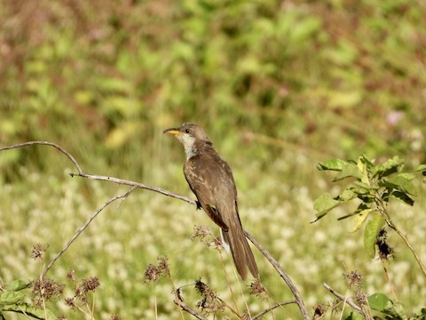 Yellow-billed Cuckoo - ML636342812
