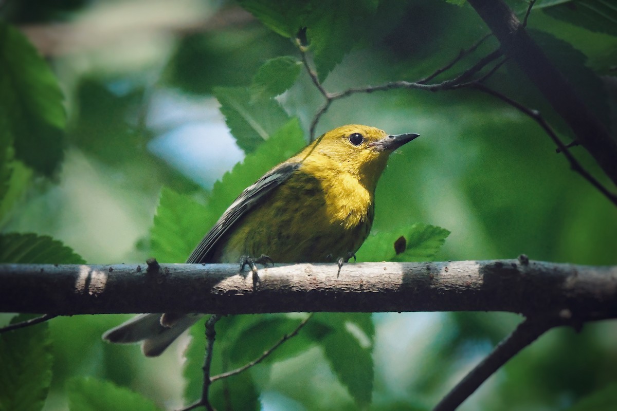 Pine Warbler - ML636342884