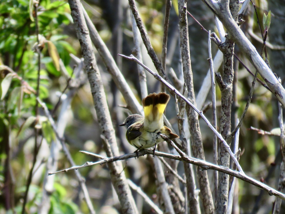 lesňáček lejsčí - ML636342905