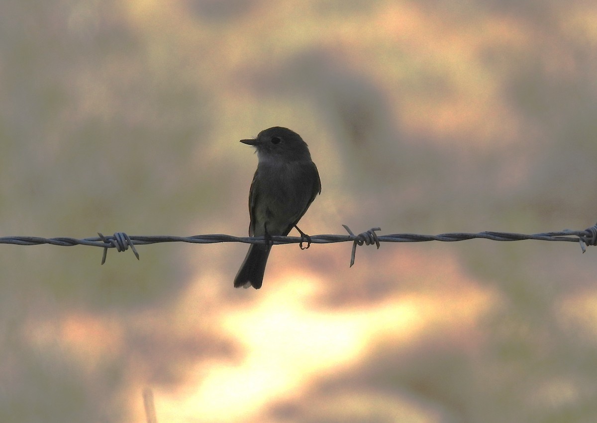 Dusky Flycatcher - ML636342956