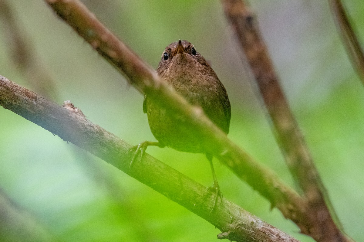 Pacific Wren - ML636342972