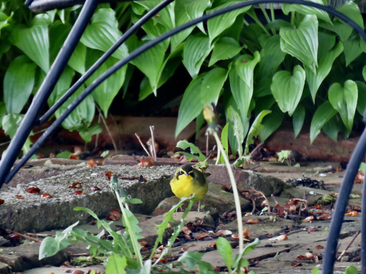Kentucky Warbler - ML636342990