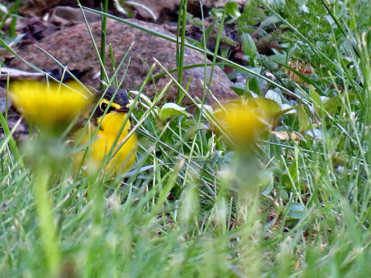 Kentucky Warbler - ML636342991