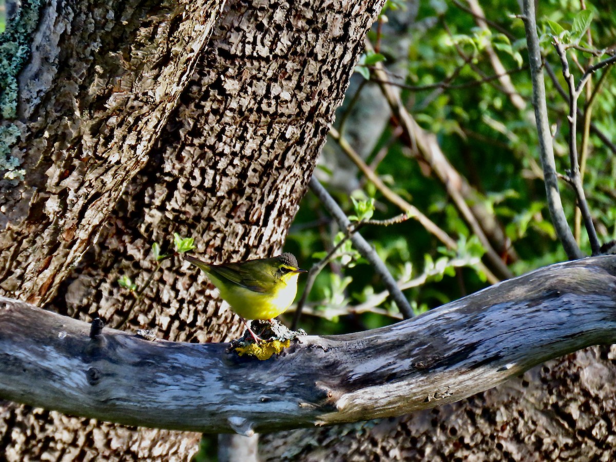 Kentucky Warbler - ML636342992