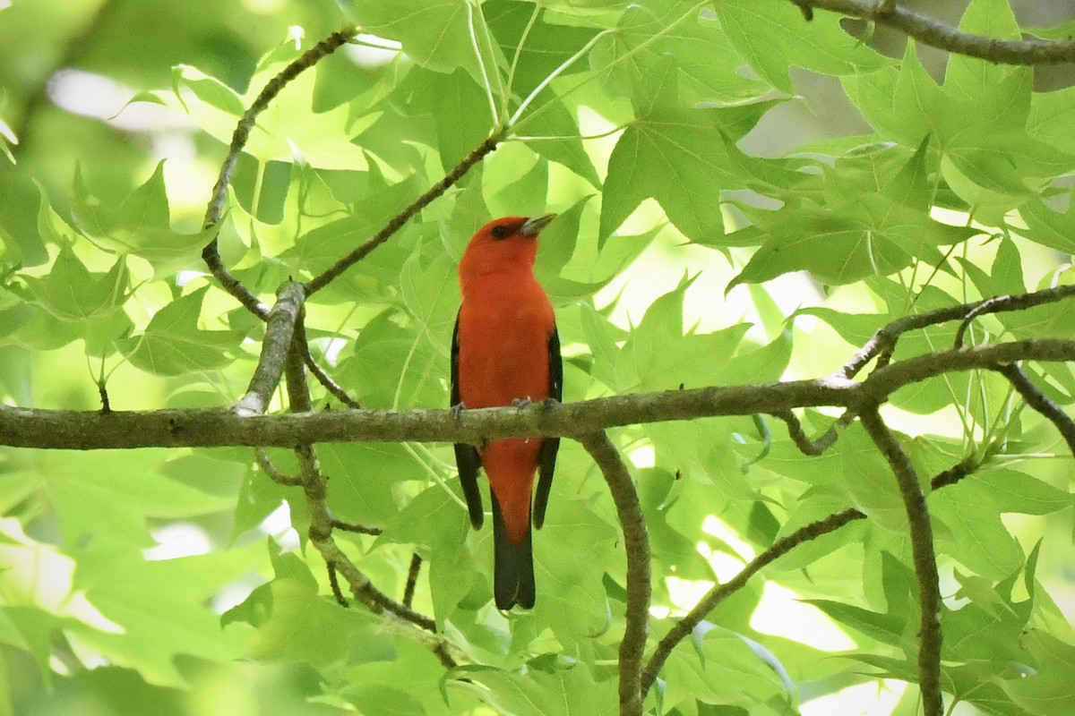 Scarlet Tanager - ML636342993