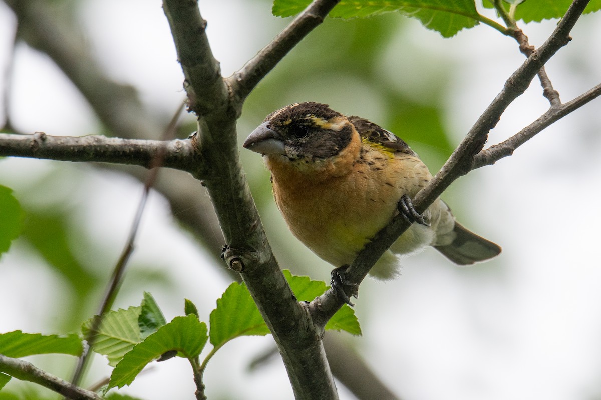 Black-headed Grosbeak - ML636343052