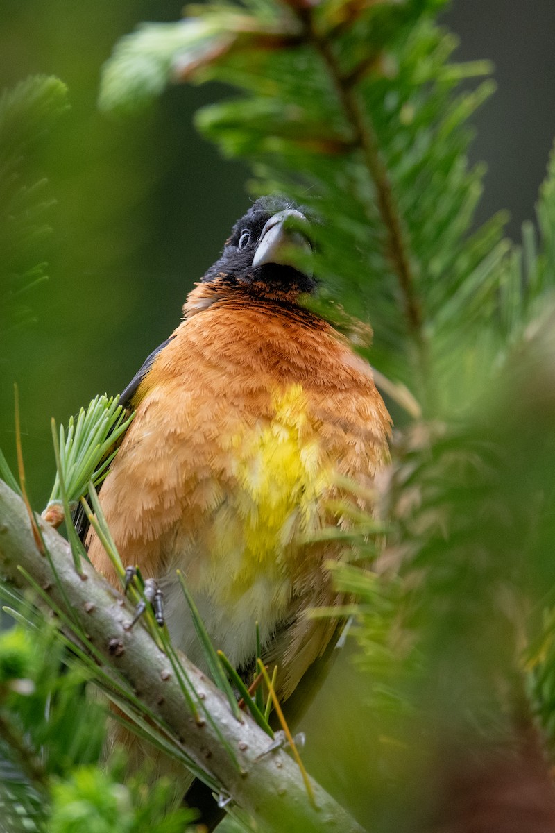 Black-headed Grosbeak - ML636343053