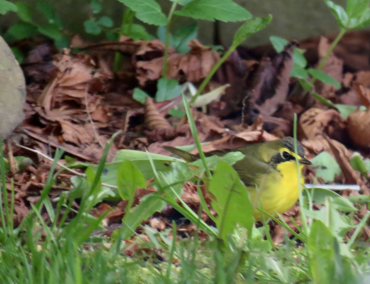 Kentucky Warbler - ML636343059