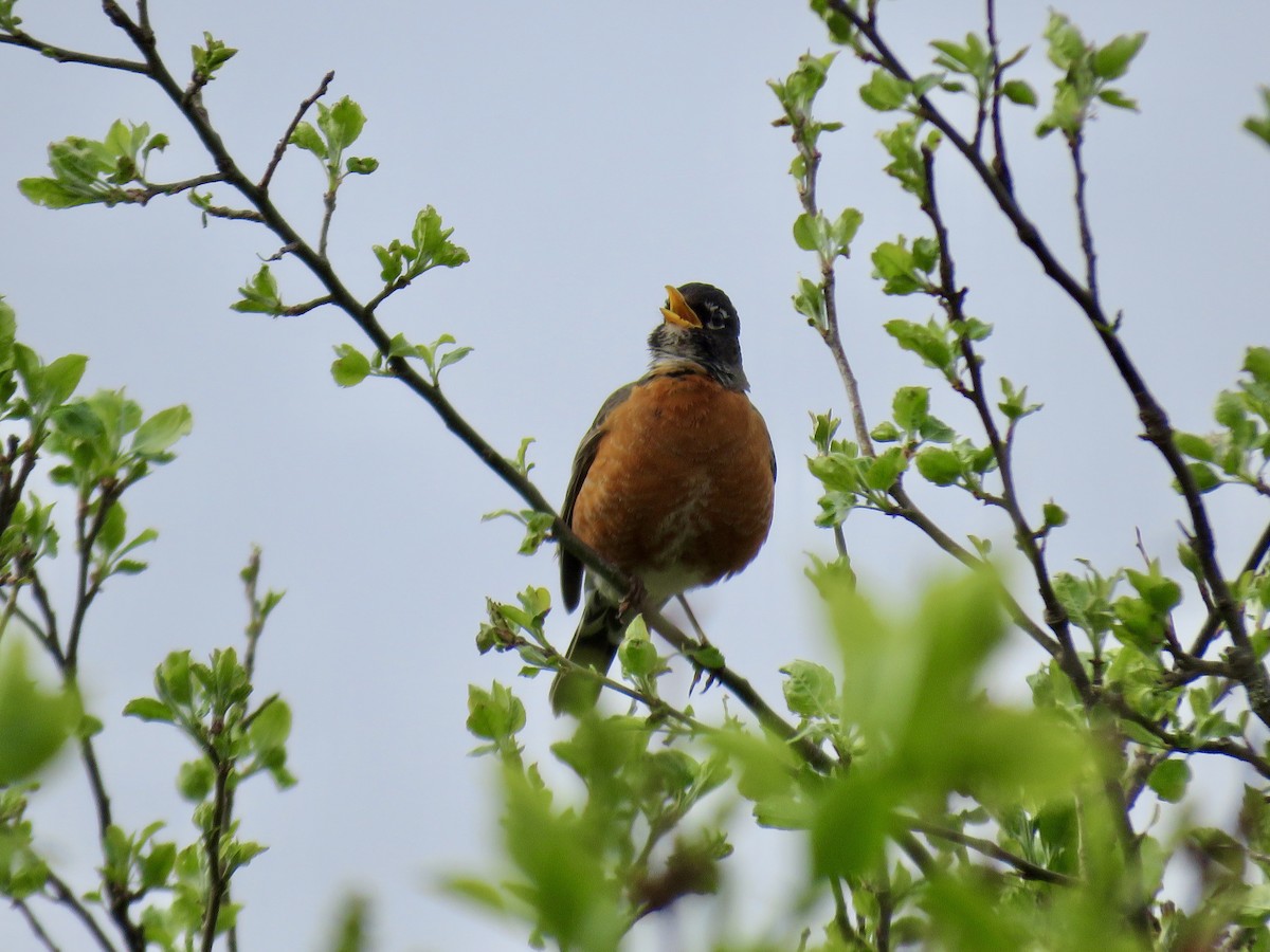 drozd stěhovavý - ML636343115