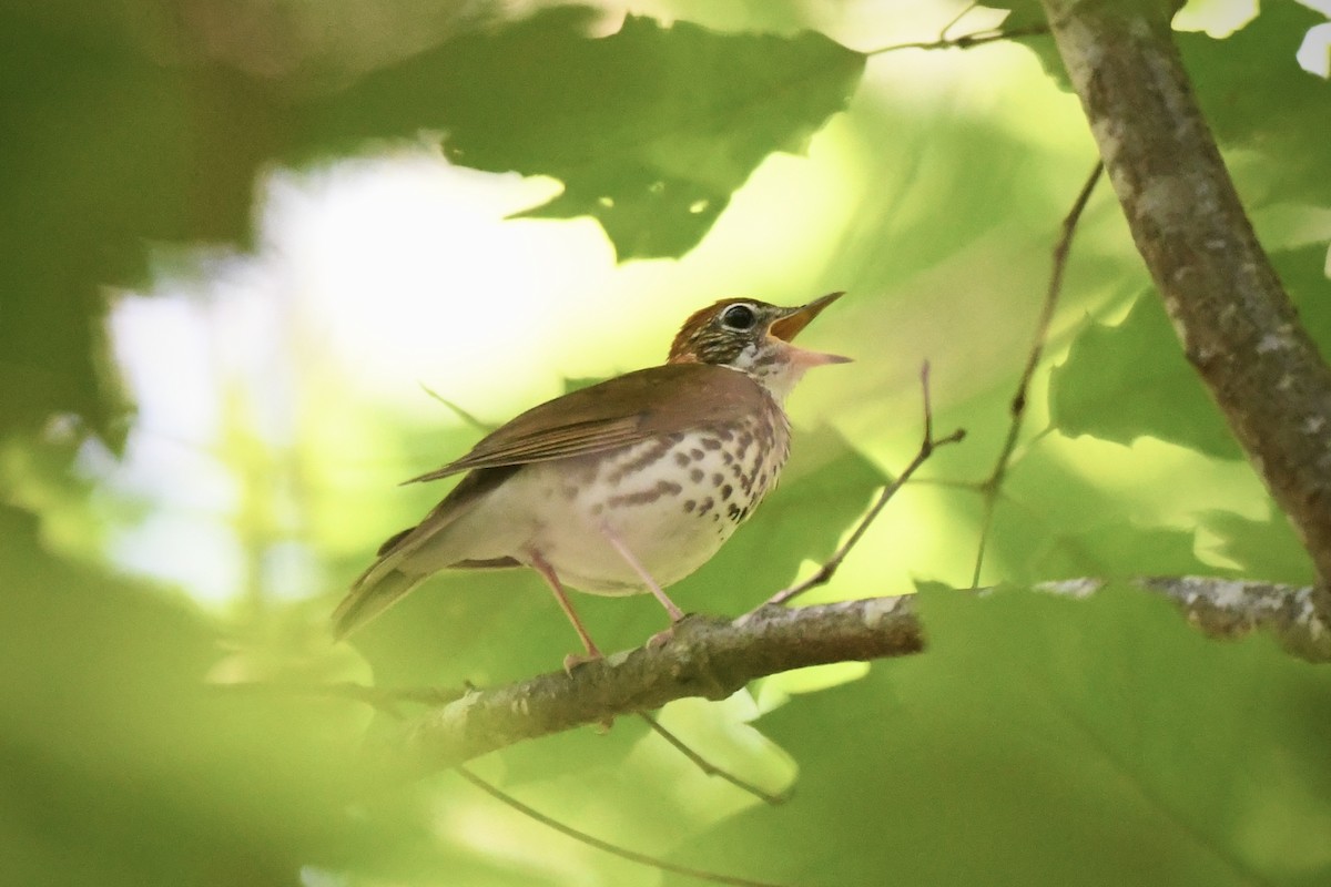 Wood Thrush - ML636343117