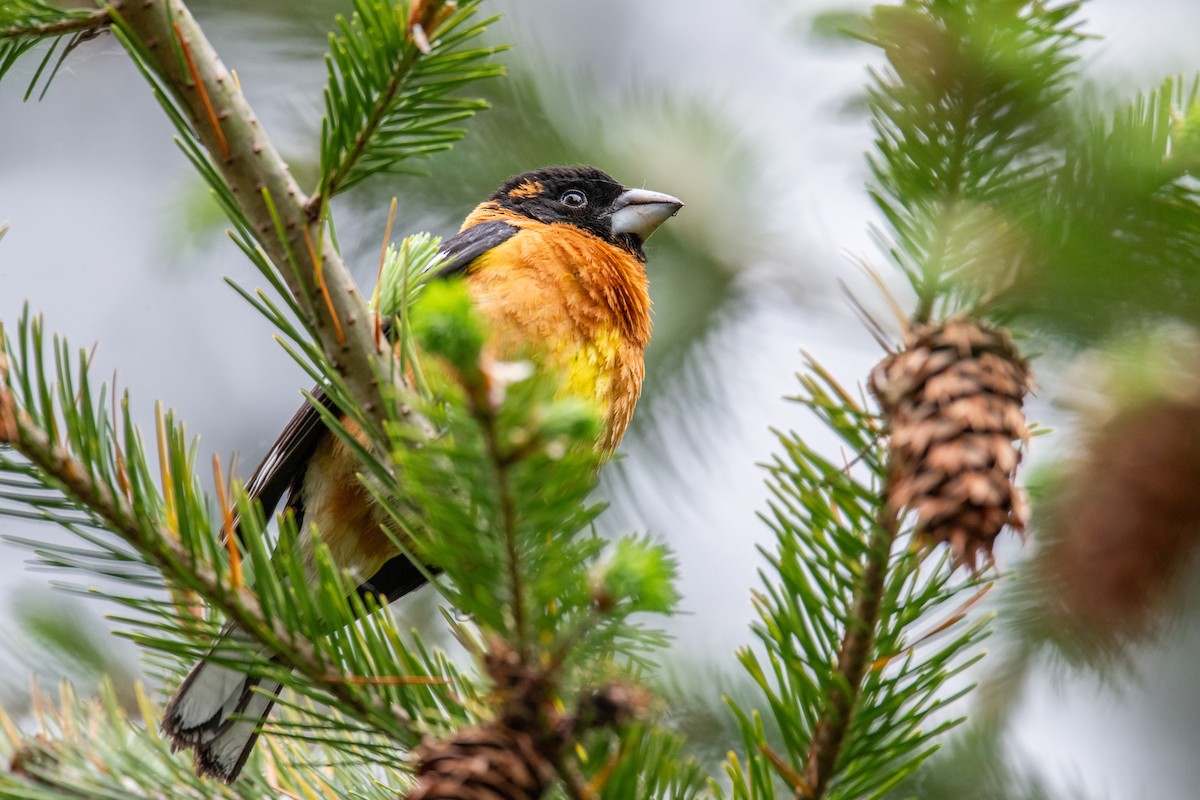 Black-headed Grosbeak - ML636343124