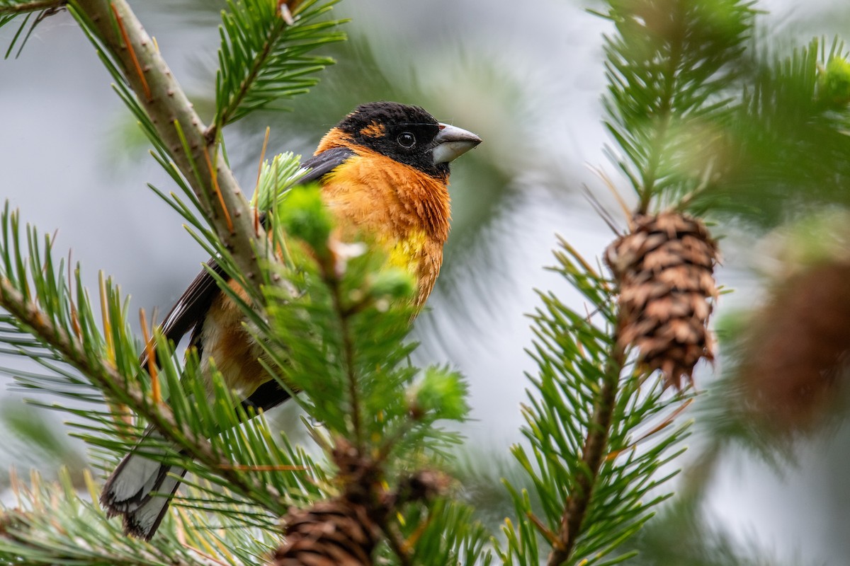 Black-headed Grosbeak - ML636343125