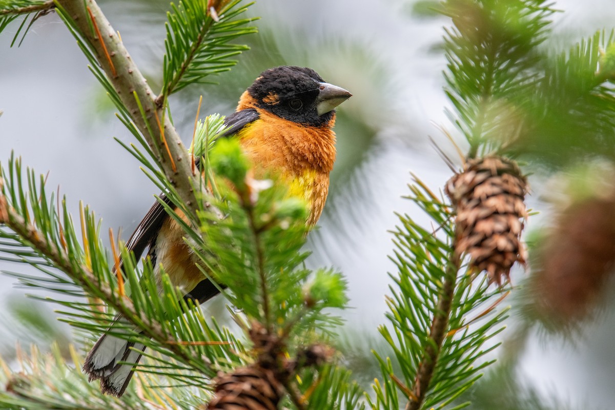 Black-headed Grosbeak - ML636343126