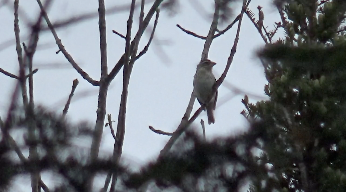 Rose-breasted Grosbeak - ML636343137