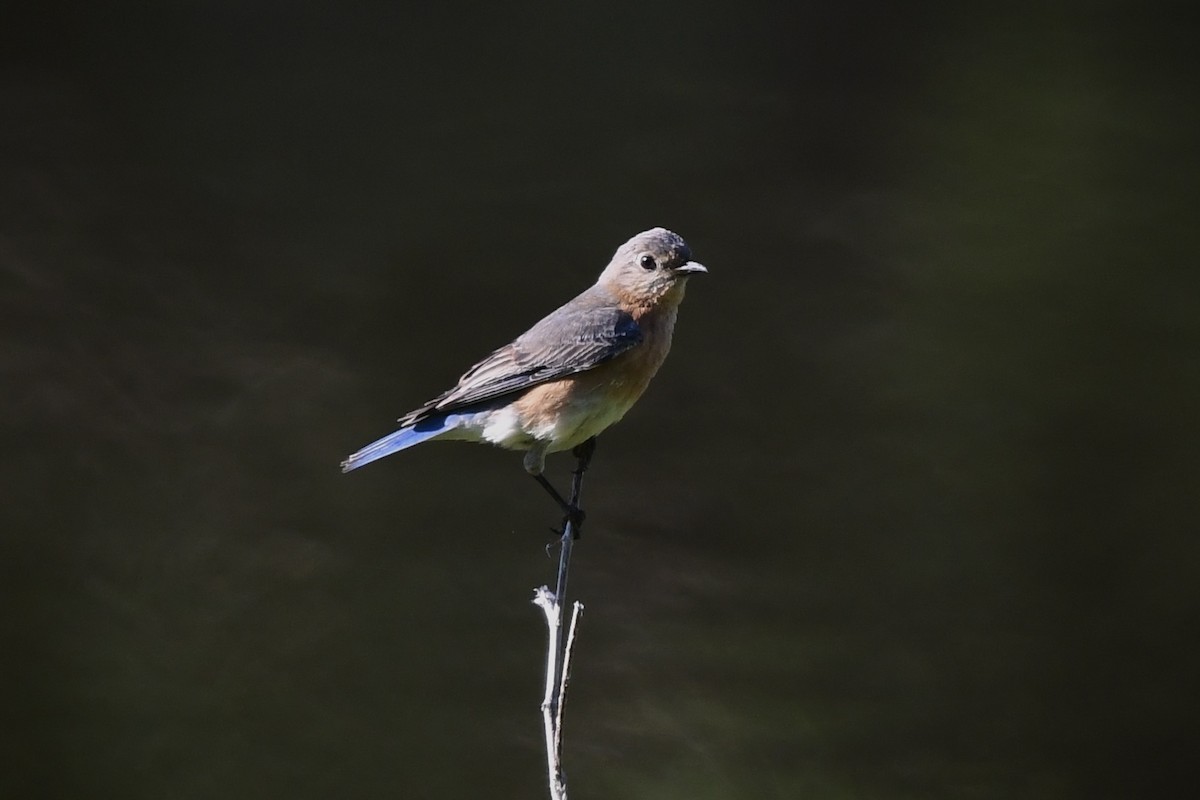 Eastern Bluebird - ML636343159