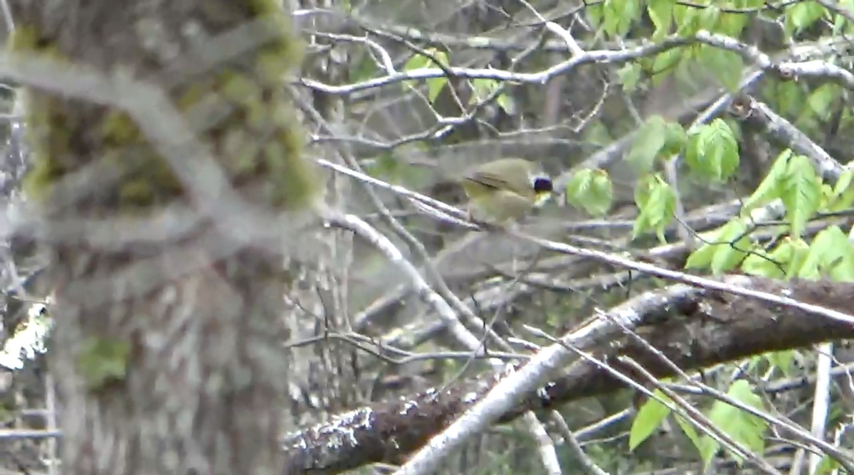 Common Yellowthroat - ML636343179