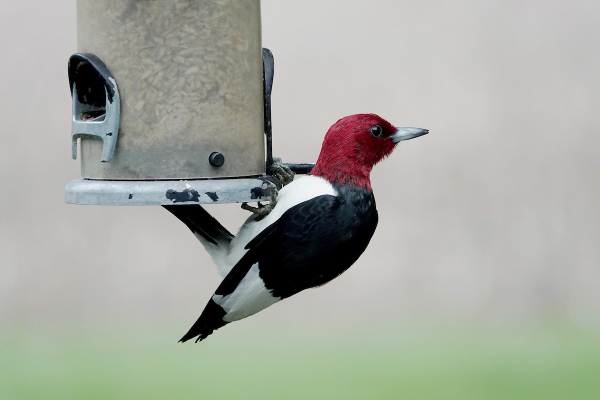 Red-headed Woodpecker - ML636343189