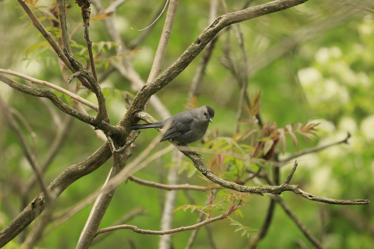 Gray Catbird - ML636343194