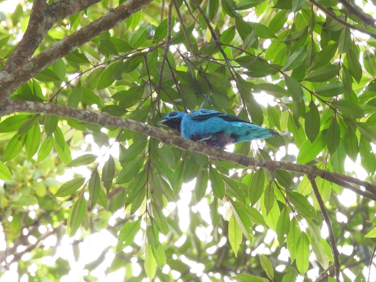 Blue Cotinga - ML636343273