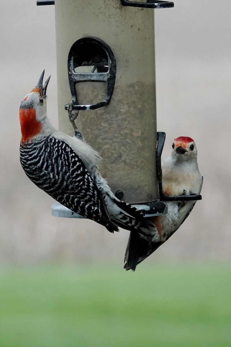 Red-bellied Woodpecker - ML636343282