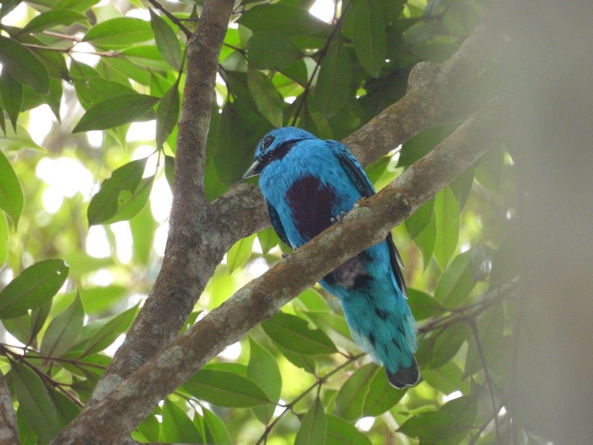 Blue Cotinga - ML636343285