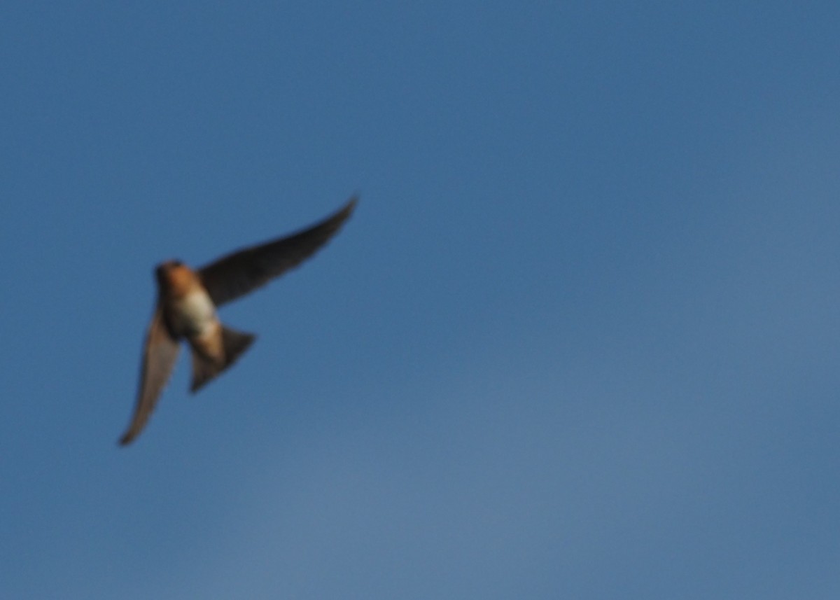 Cave Swallow - ML636343286