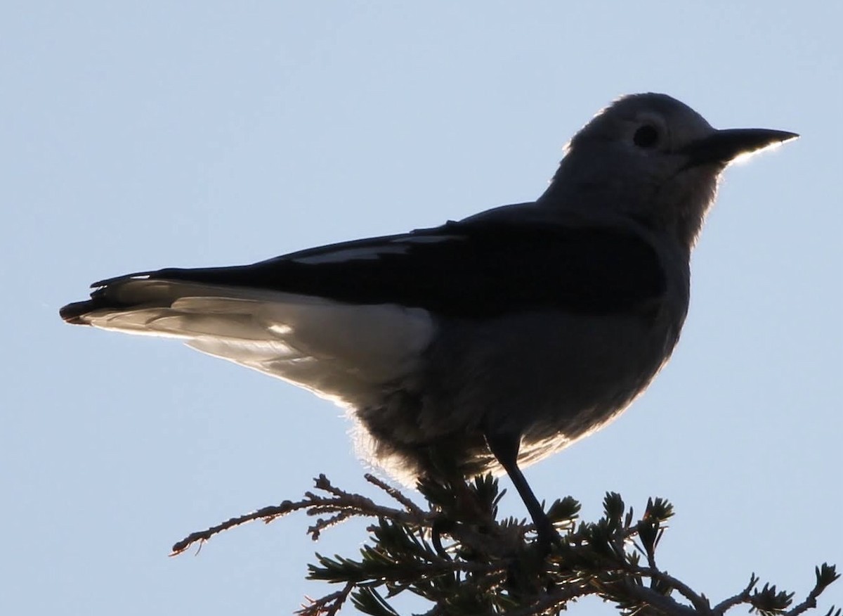 Clark's Nutcracker - ML636343342