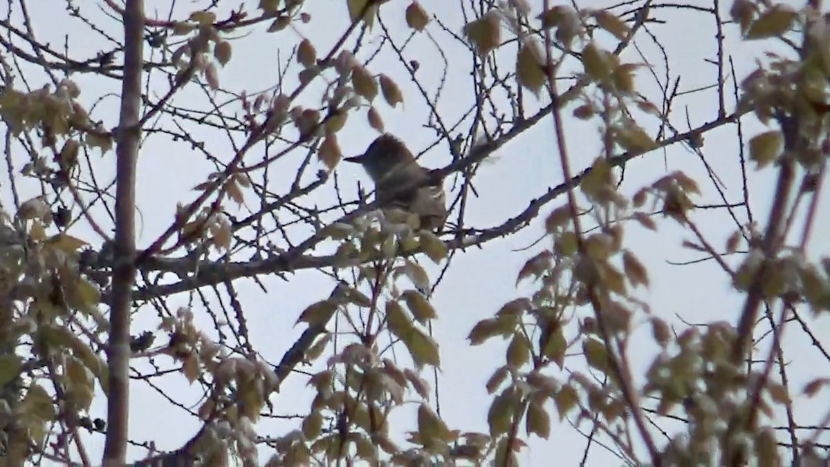 Great Crested Flycatcher - ML636343391