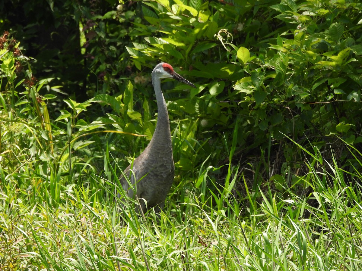 Sandhill Crane - lindsay waters