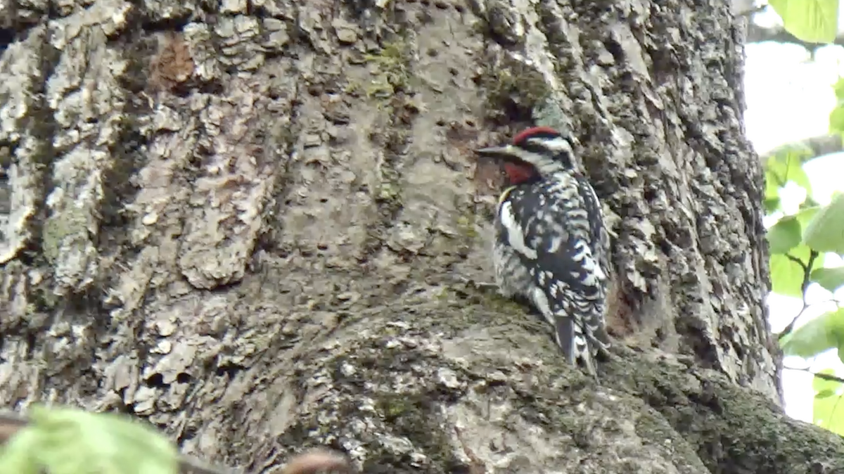 Yellow-bellied Sapsucker - ML636343432