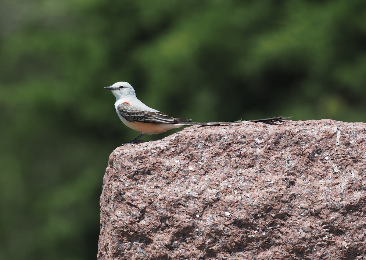 Scissor-tailed Flycatcher - ML636343442