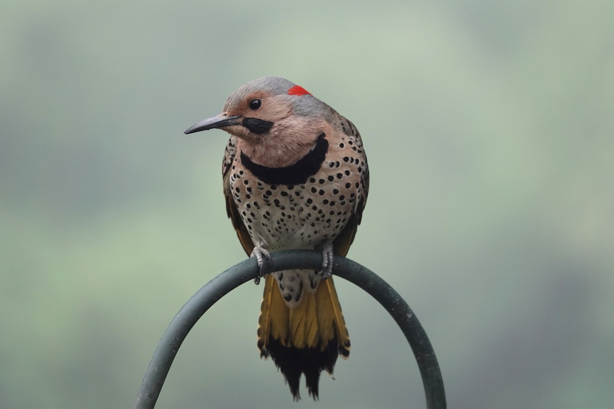 Northern Flicker - John Atkinson
