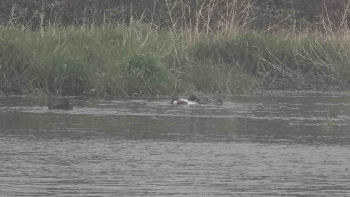 Northern Shoveler - ML636343496