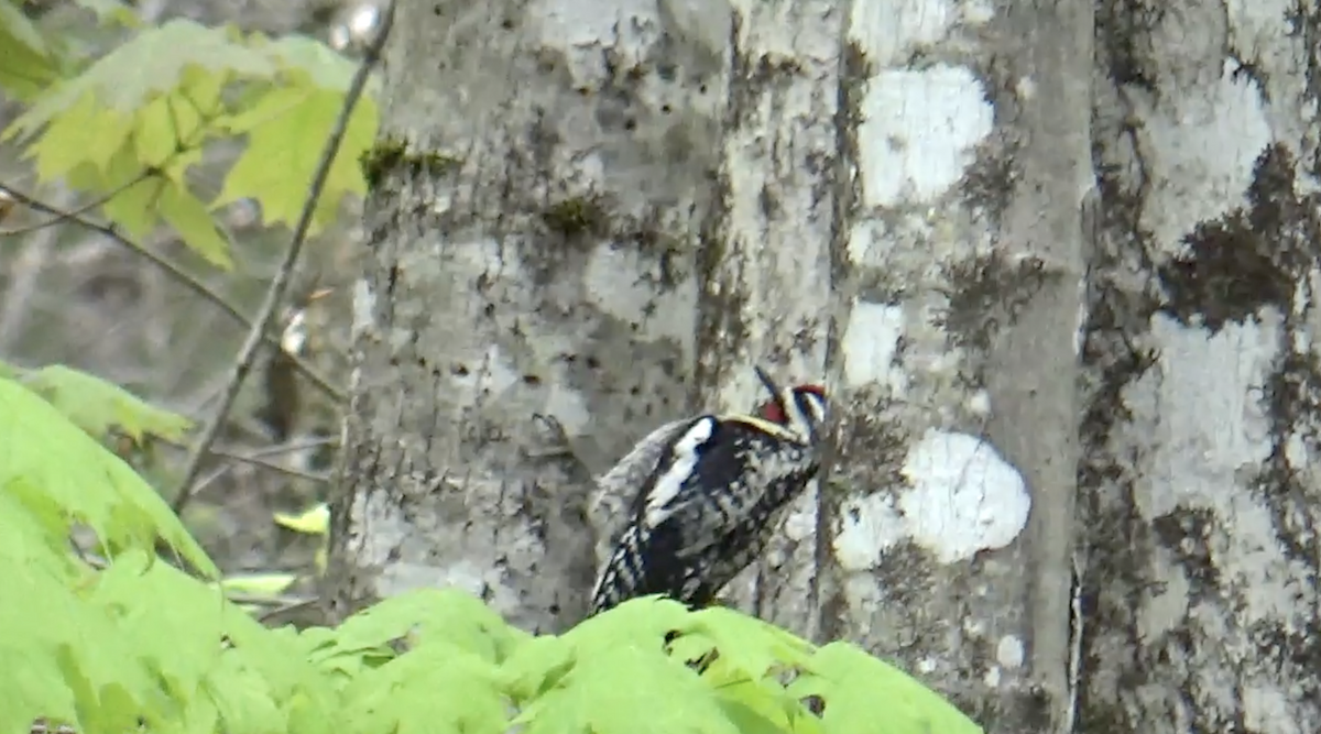Yellow-bellied Sapsucker - ML636343506