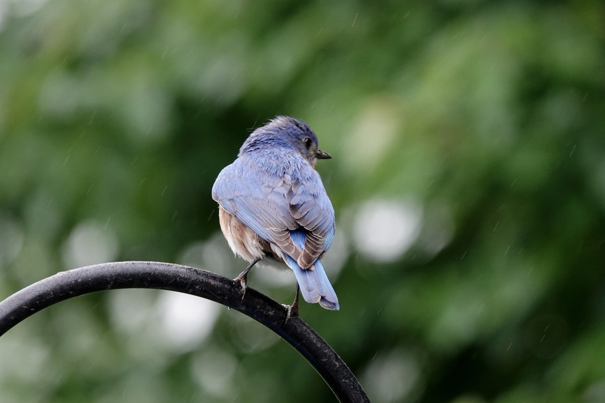 Eastern Bluebird - ML636343549