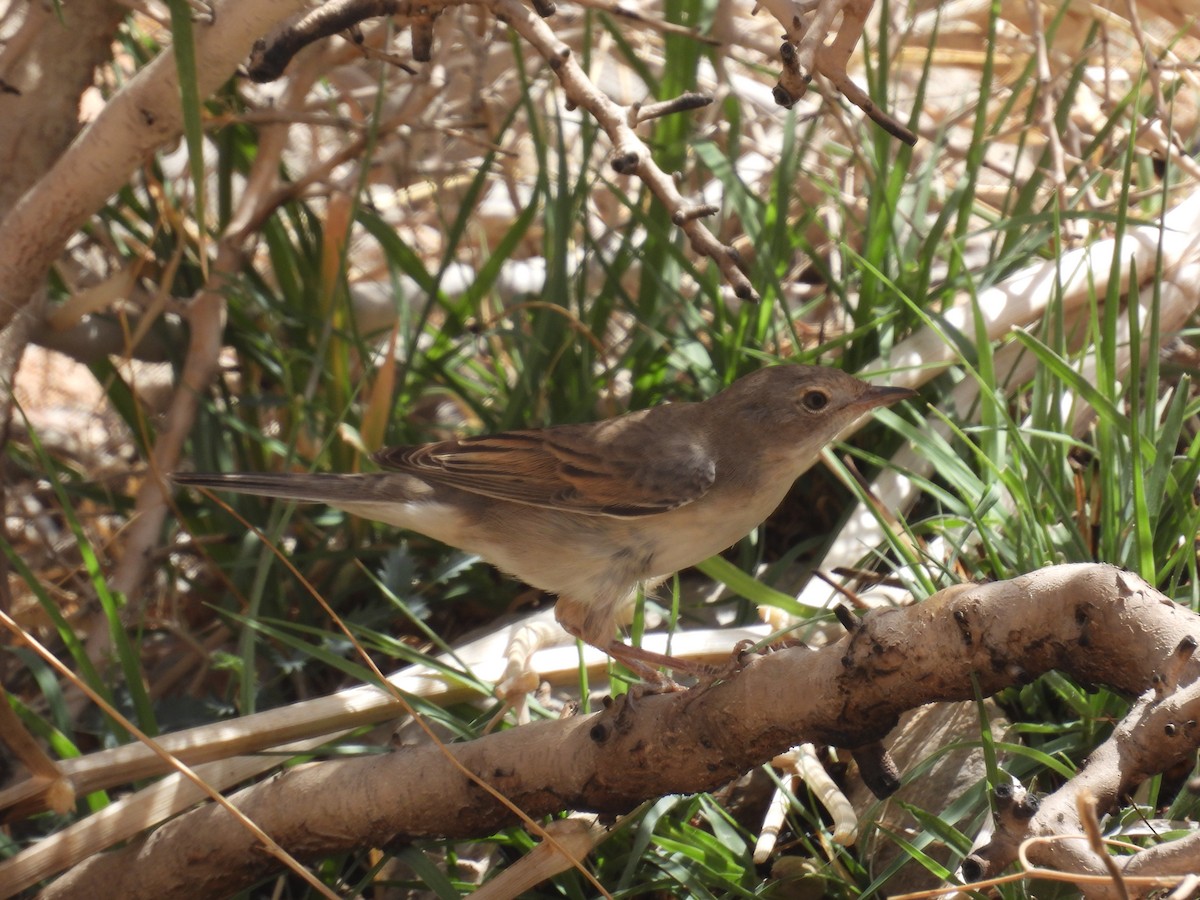 Greater Whitethroat - ML636343569