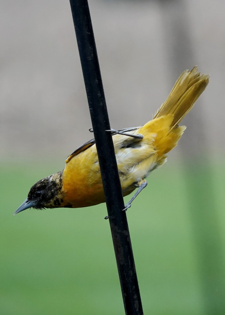 Baltimore Oriole - ML636343591