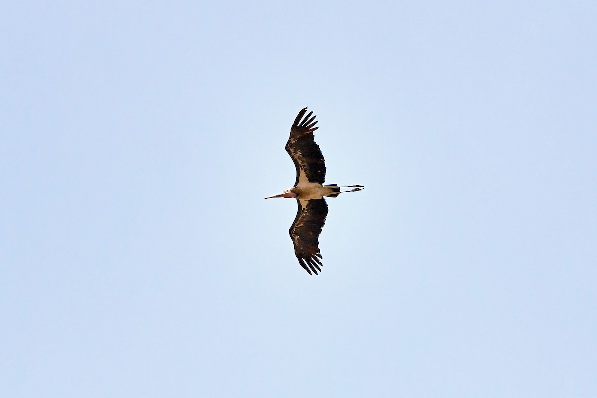 Marabou Stork - ML636343592
