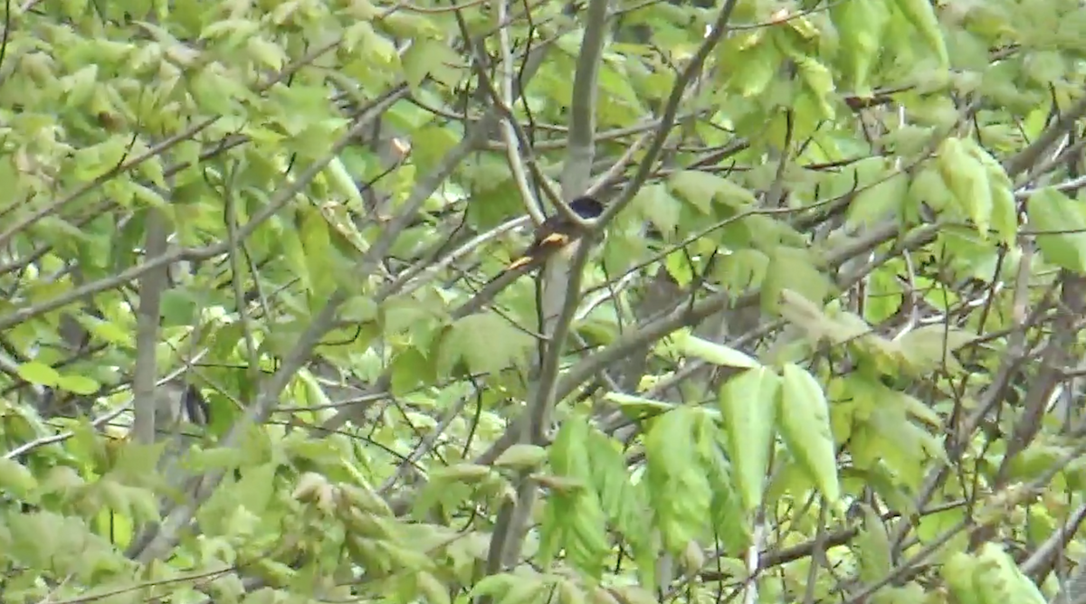 American Redstart - ML636343597