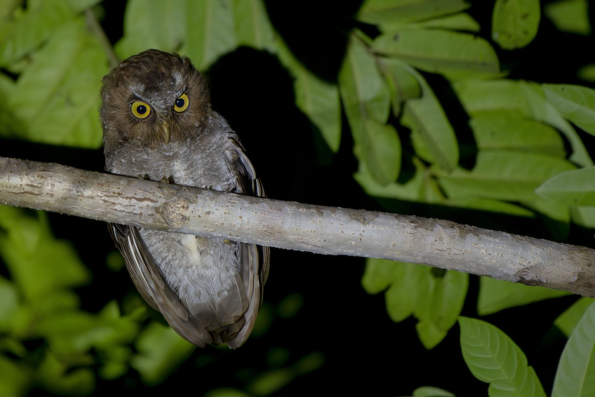 Flores Scops-Owl - ML636343608
